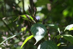 Strobilanthes tristis